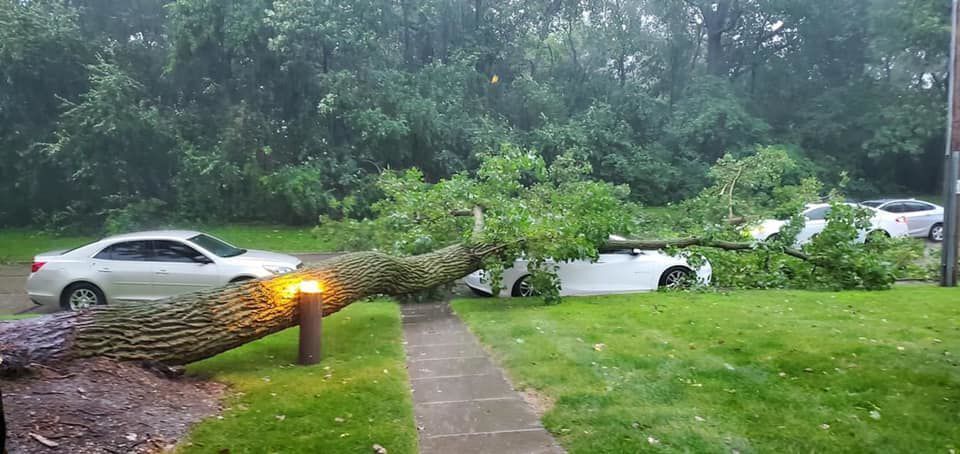 Tree down, car damaged